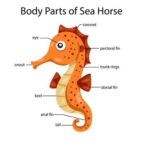 Illustrator of body parts of horseのイラスト素材