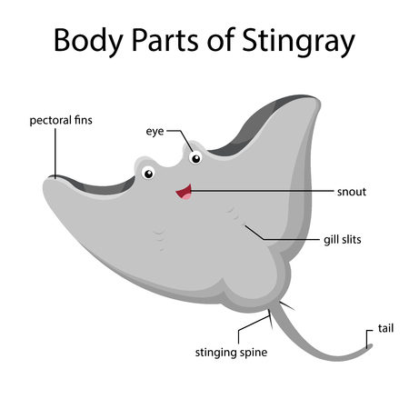 Illustrator of body parts of stingrayのイラスト素材