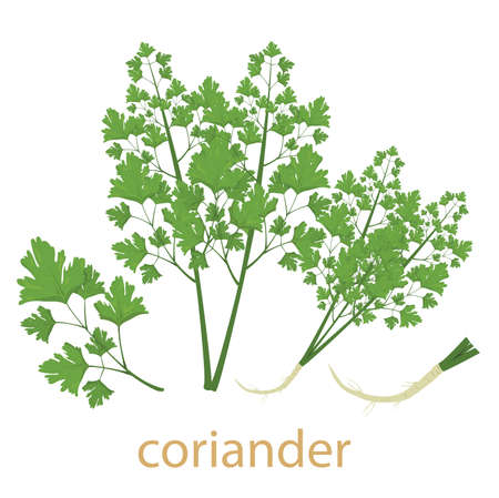 Illustrator of coriander vegetable isolatedのイラスト素材