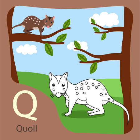 Illustrator of quoll isolated and coloringのイラスト素材