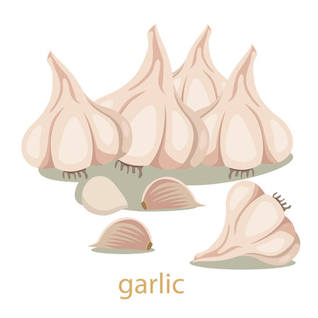 Illustrator of garlic vegetableのイラスト素材
