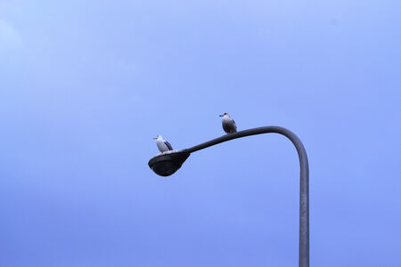 Streetlamp and Birdsの写真素材