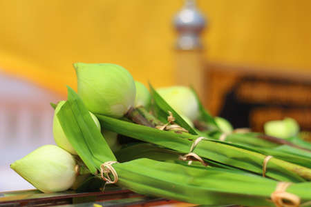 lotusの写真素材