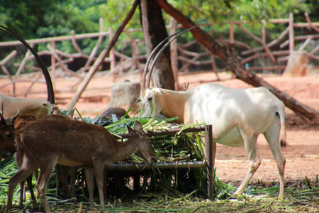 deer  in the zooの写真素材