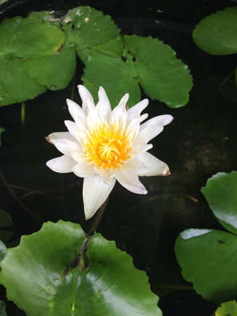 lotus flowerの素材