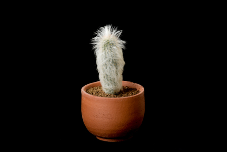 cactus on blackの写真素材