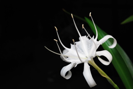 Beautiful white flowerの素材