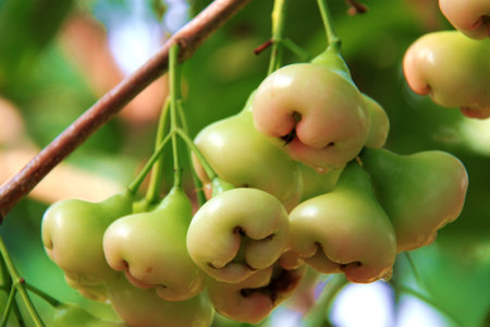 Fresh Rose Apple Fruit on the tree Blurred Background