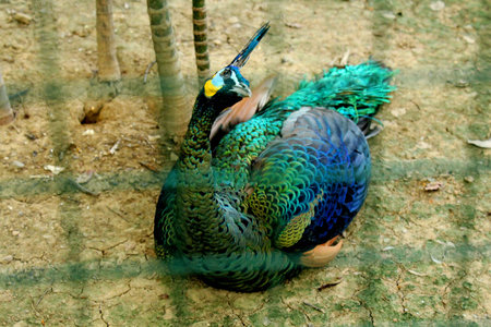 Peacock at zoo,Thailand
