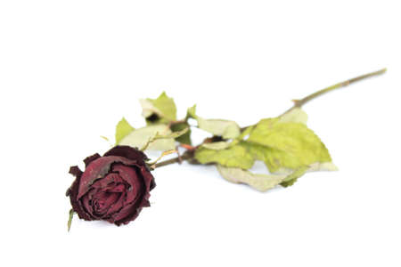 Dried rosesの写真素材