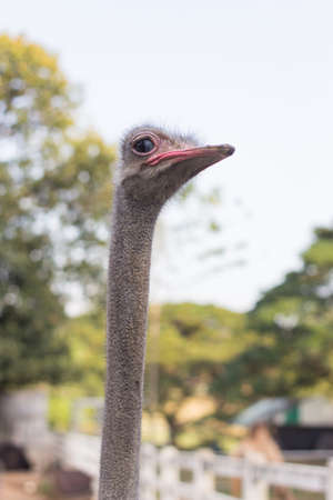 Ostrichの写真素材