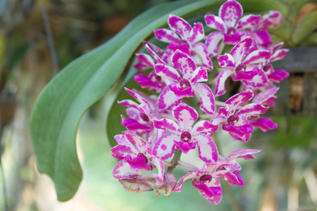 Purple and white orchids 