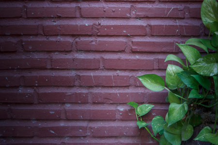 Green leaves on a brick wall