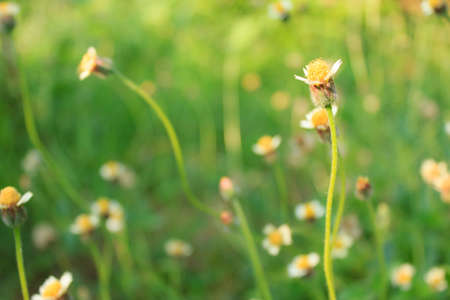 GRASS FLOWERの写真素材