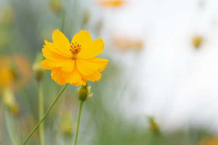 cosmos flowerの写真素材