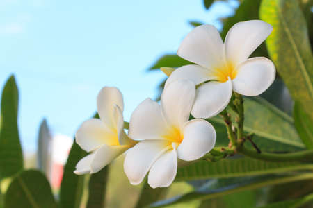 Frangipani flowersの写真素材