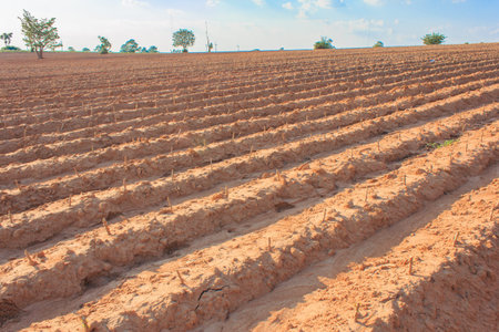 Cassava field in Thailand