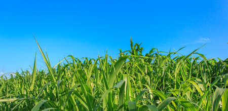 Grass against the skyの写真素材