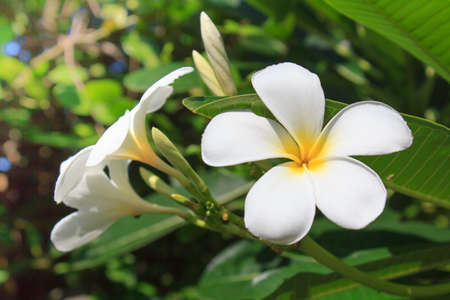 Frangipani flowersの写真素材