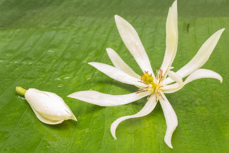 Michelia Albaの写真素材