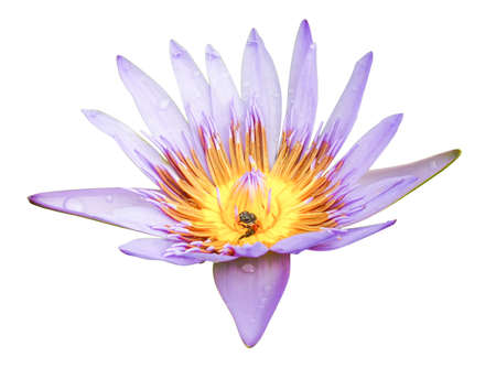 Beautiful lotus  isolated on a white backgroundの写真素材