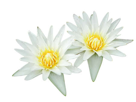 White lotus  isolated on a white backgroundの写真素材