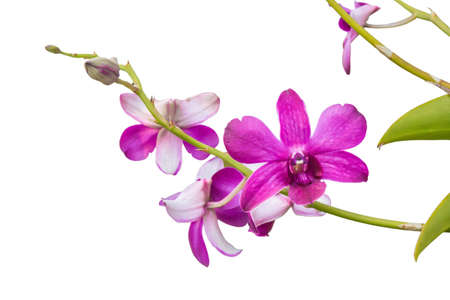 Purple orchid isolated on a white backgroundの写真素材
