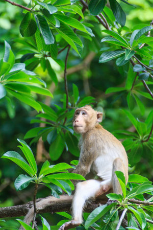 Monkey on a tree