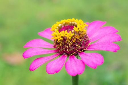 Close up of a beautiful purple red zinnia flower with natural background