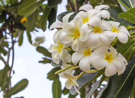 Frangipani flowers