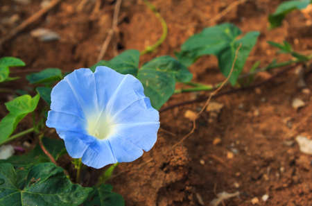 blue morning gloryの写真素材