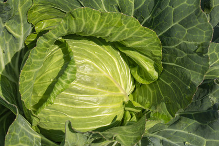 cabbage