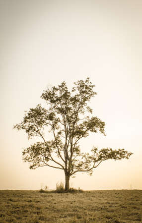 trees silhouette at sunsetの写真素材
