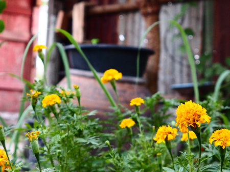 Yellow Flowerの写真素材