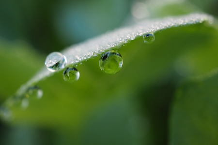Close-up of drops of water or dew on green leaves of Kale.の写真素材