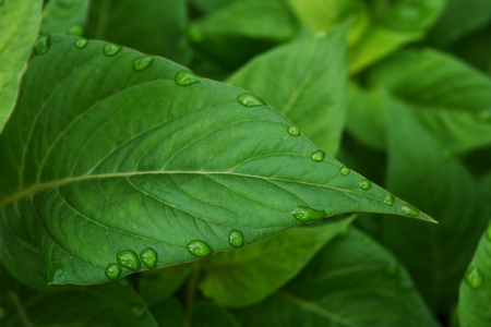 Green leaf with droplets and green background.の写真素材
