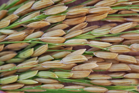 Close up of dry paddy rice, selective focus.の写真素材