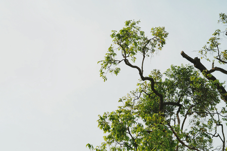 Tree branches and gray sky backgroundの写真素材