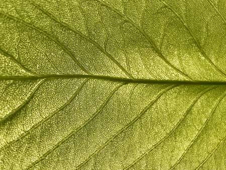 Beautiful green fresh natural background.の写真素材