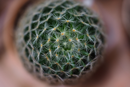 Top view Close up on cactus " mammillaria schiedeana "の写真素材