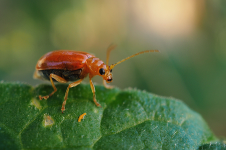 Closeup red cucurbit leaf beetle or red pumpkin beetle on leaf.の写真素材