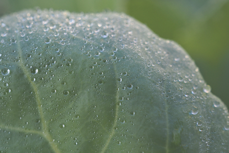 droplets of water, rain, condensation, dew on the leaf and green background with a space for text.の写真素材