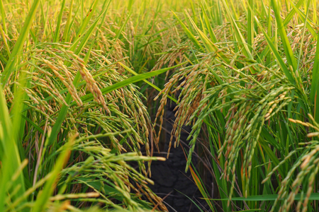 Close up of ear of paddy , yellow rice field in the early morning near harvest.の写真素材