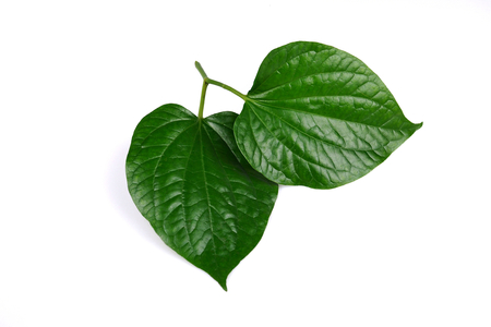 Piper sarmentosum or Wildbetal leafbush Thai herb.Green Leaf leaves isolated on white background.の写真素材