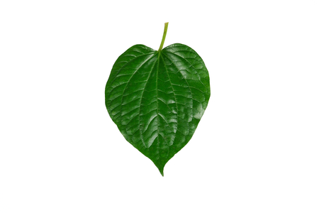 Piper sarmentosum or Wildbetal leafbush Thai herb.Green Leaf leaves isolated on white background.の写真素材