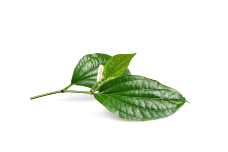 Piper sarmentosum or Wildbetal leafbush Thai herb.Green Leaf leaves isolated on white background.の写真素材