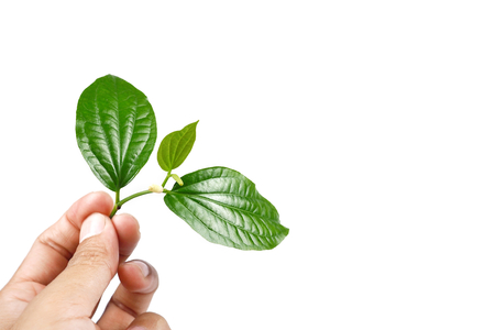 Piper sarmentosum or Wildbetal leafbush Thai herb.Green Leaf leaves isolated on white background. and Hand holding branch,の写真素材