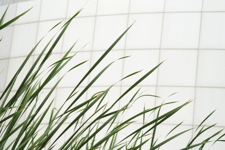 Green cattail and white tiles building wall in pulbilc garden , train garden call Suan Rod Fai in central of Bangkok ,Thailandの写真素材
