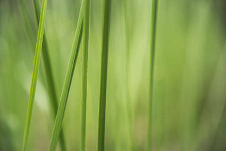 green abstract background take photo from cattail plants.の写真素材