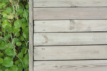 greenclover leaf and light brown colored deck with screw in it